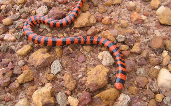 Animal false coral snake HD Desktop Wallpaper | Background Image