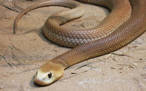 Animal taipan HD Desktop Wallpaper | Background Image