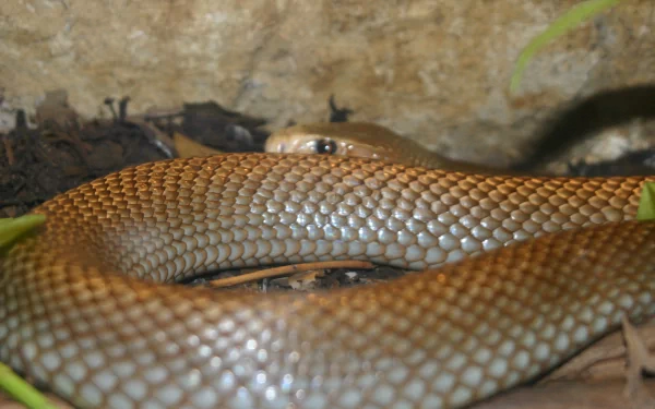 Animal taipan HD Desktop Wallpaper | Background Image