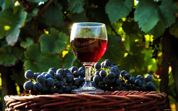 HD wallpaper of a glass of red wine on a woven basket, surrounded by ripe blue grapes, with vine leaves in the background.