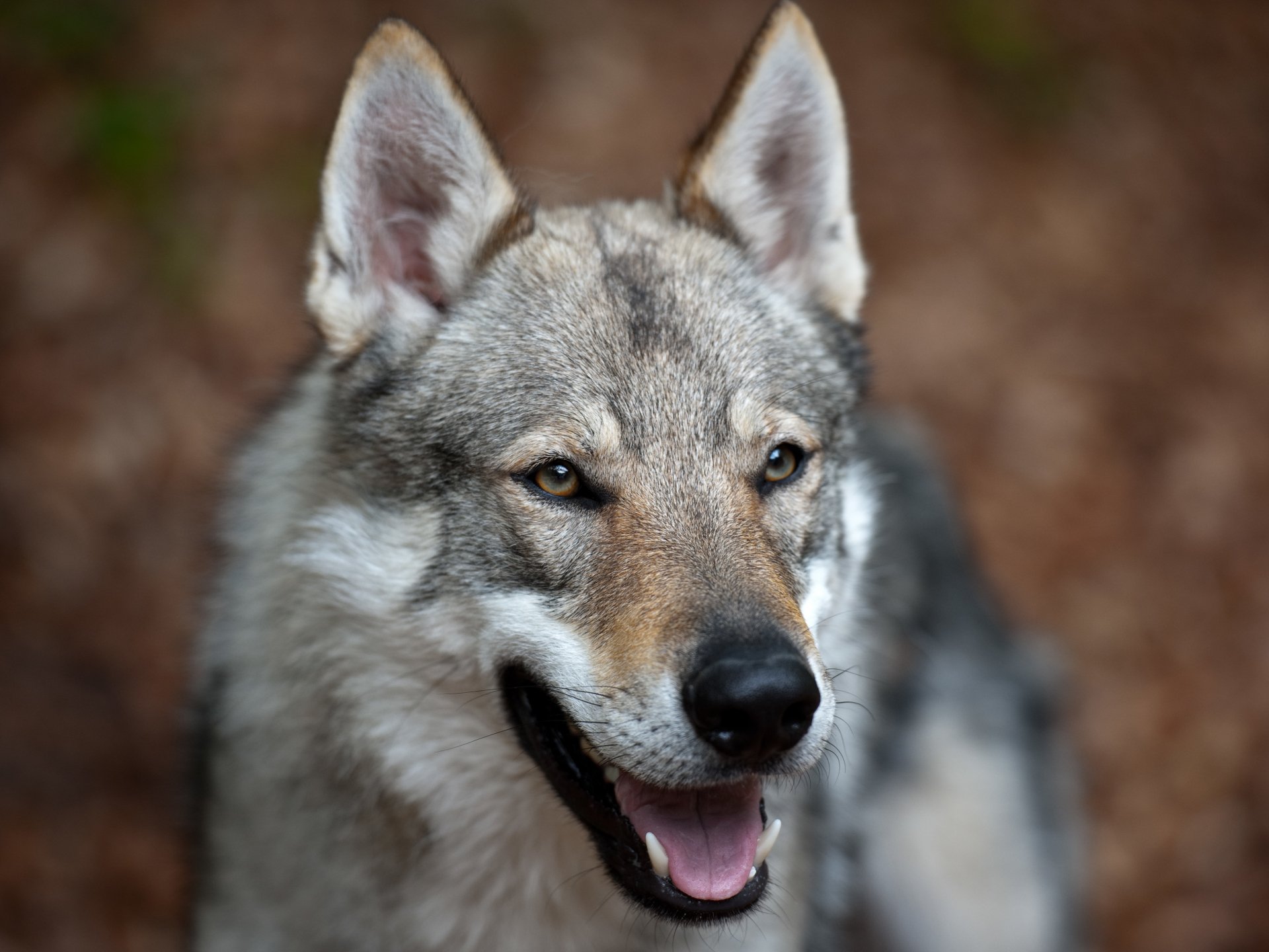 A close-up of a wolf with a friendly expression, showcasing its gray and white fur against a soft, natural background. This image serves as a captivating HD desktop wallpaper.
