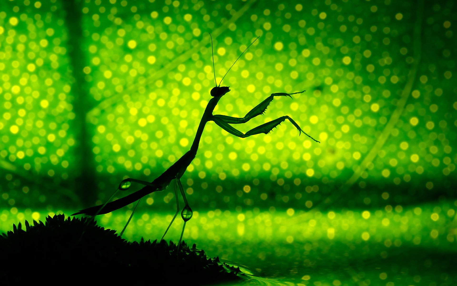 Download Animal Praying Mantis HD Wallpaper