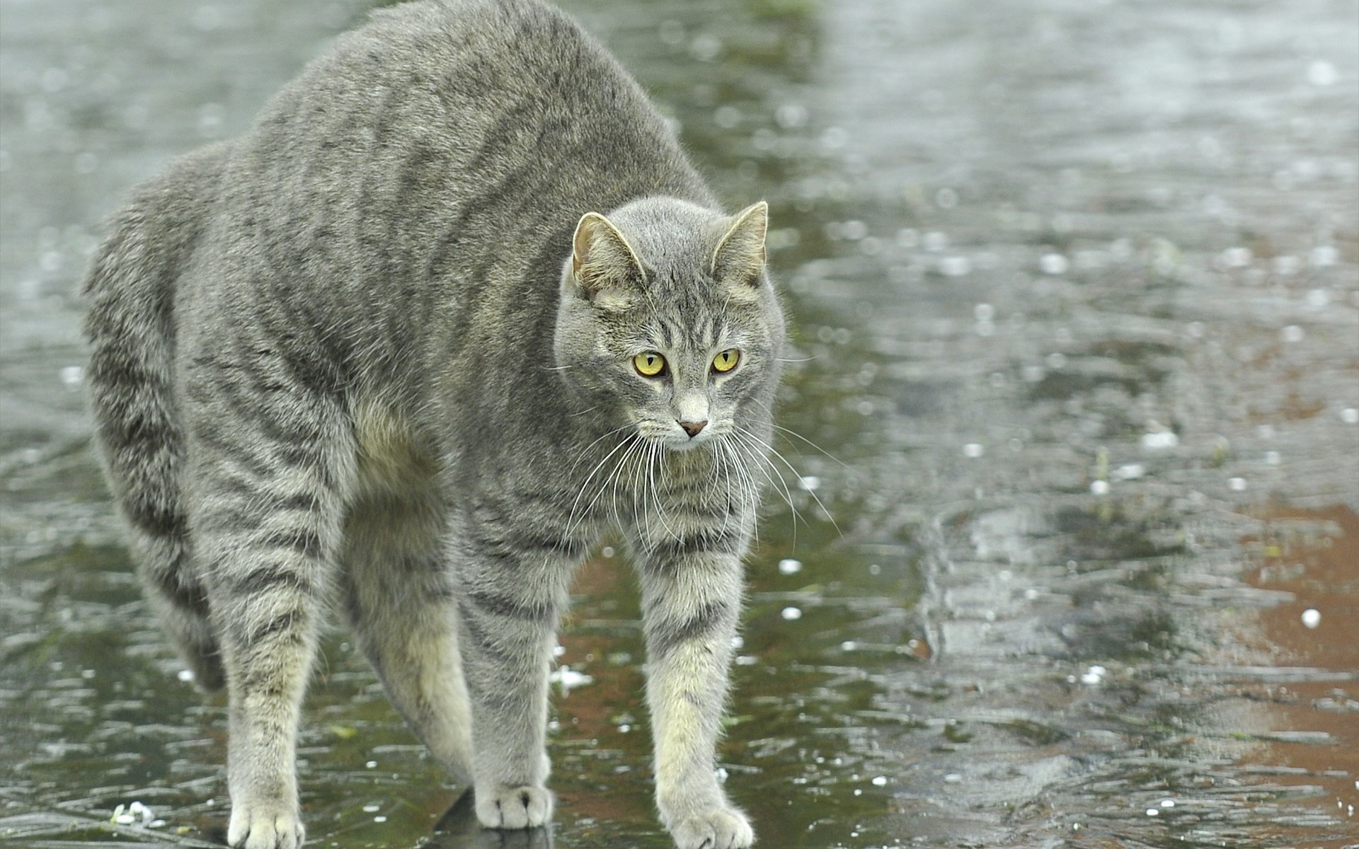 A stunning HD desktop wallpaper featuring a curious grey cat walking across a reflective surface, showcasing its striking yellow eyes and detailed fur.