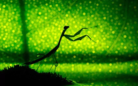 Animal praying mantis HD Desktop Wallpaper | Background Image