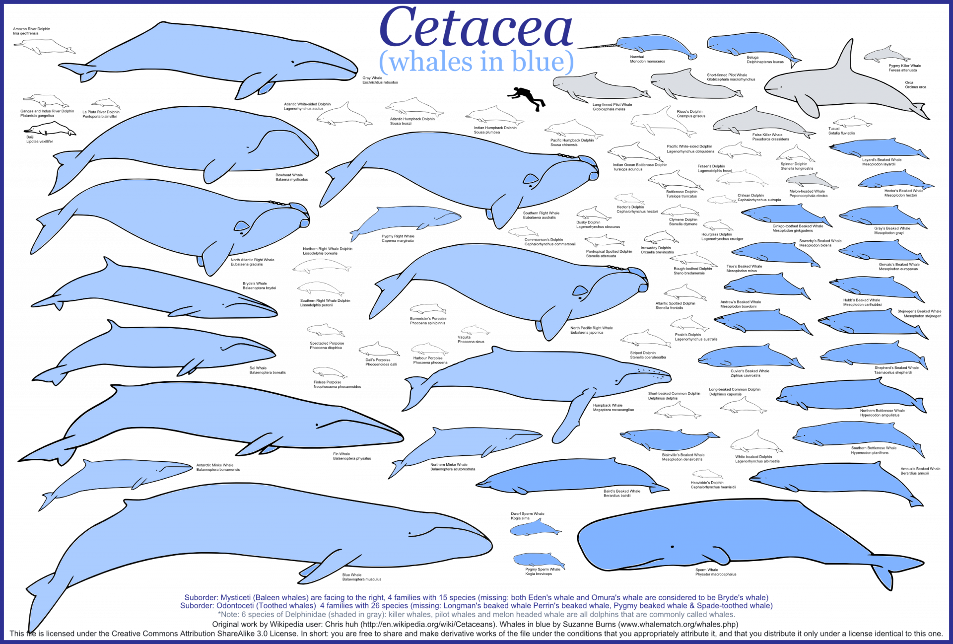 Download Animal Whale HD Wallpaper