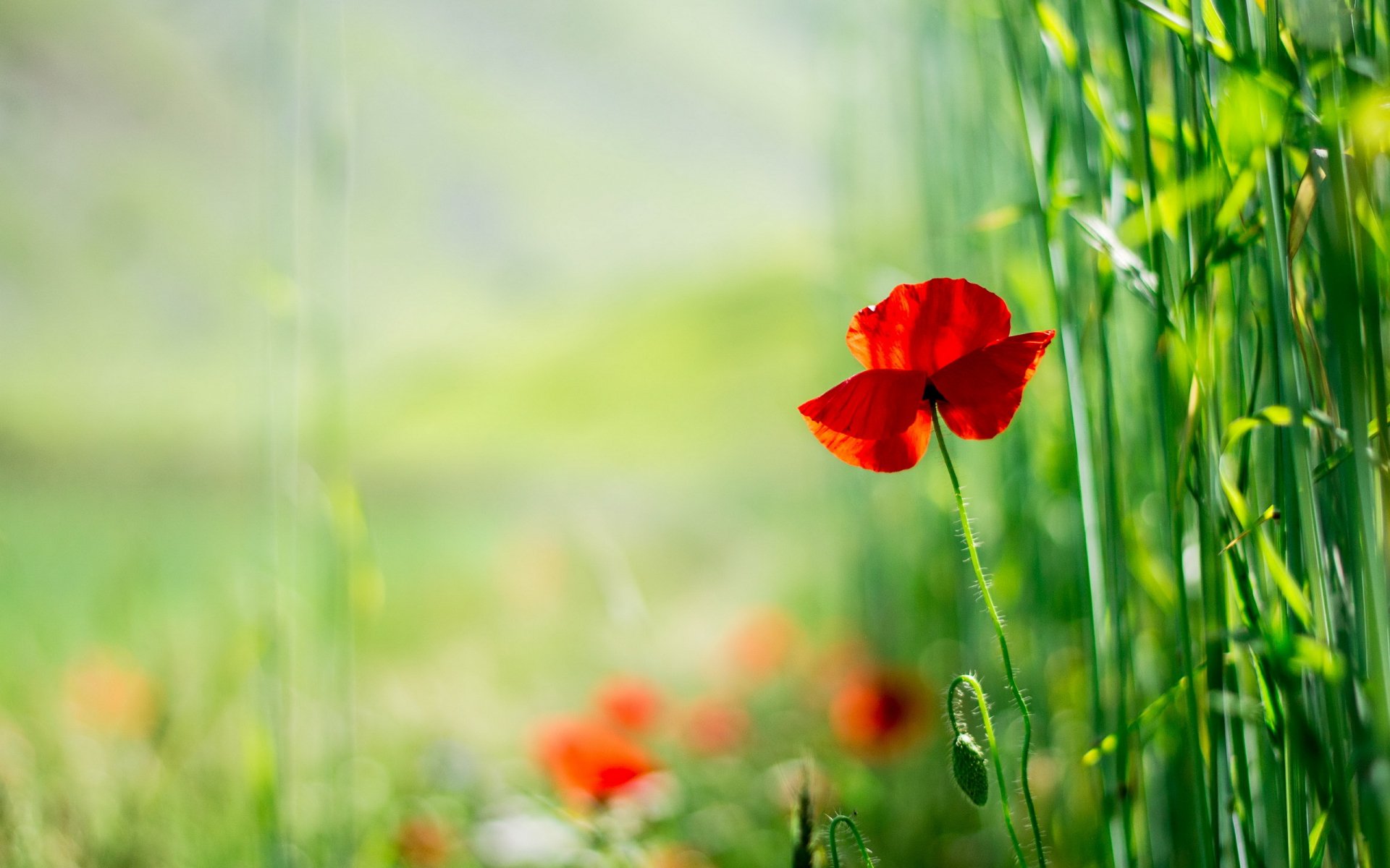 A vibrant red poppy stands among green grasses, set against a soft, blurred natural background, creating an enchanting nature scene for an HD desktop wallpaper.