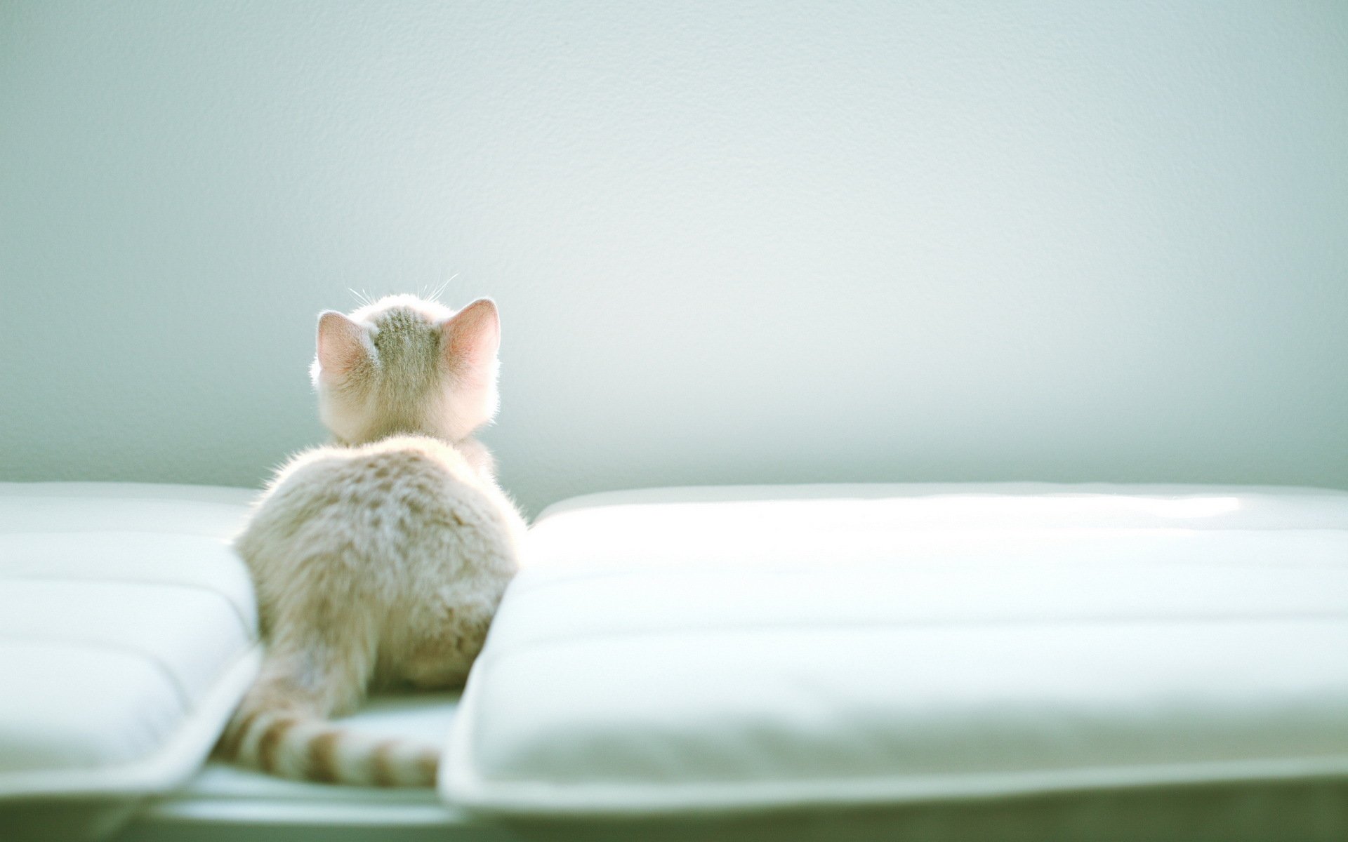 A serene HD desktop wallpaper featuring a light-colored cat sitting on a bed, facing away, with soft, natural lighting enhancing the calm atmosphere.