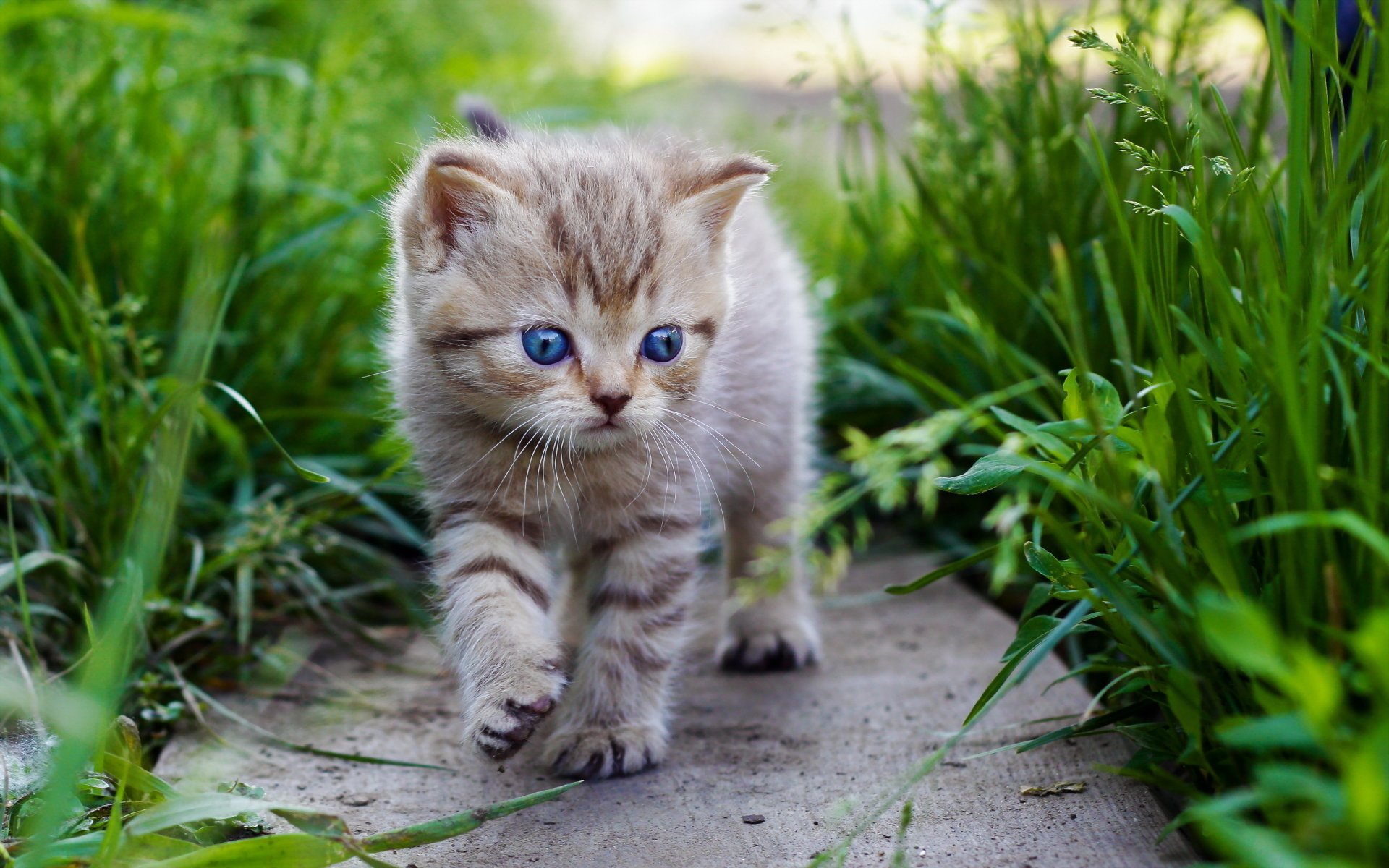 Katze Full HD Wallpaper and Hintergrund | 2560x1600 | ID:419837