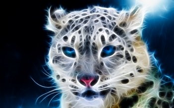 360 Snow Leopard Hd Wallpapers Background Images