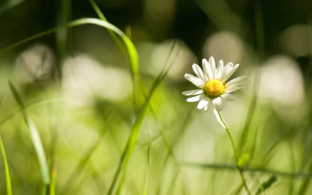 HD desktop wallpaper featuring a close-up of a single daisy surrounded by blurred green grass and natural light in a serene outdoor setting.
