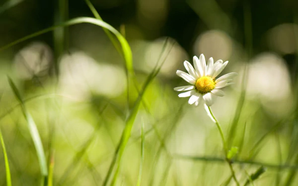HD desktop wallpaper featuring a close-up of a single daisy surrounded by blurred green grass and natural light in a serene outdoor setting.