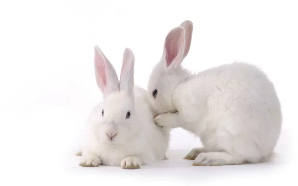 Two adorable white rabbits cuddle together on a clean, bright background, creating a charming HD desktop wallpaper and background.