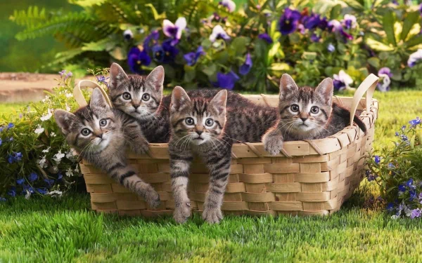 HD wallpaper of four adorable kittens peering out from a basket in a vibrant spring garden filled with flowers.