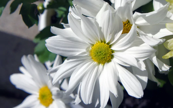 Close-up HD desktop wallpaper of white daisies with bright yellow centers against green foliage, showcasing the beauty of nature.