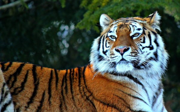 Animal Tiger Cats HD Wallpaper | Background Image