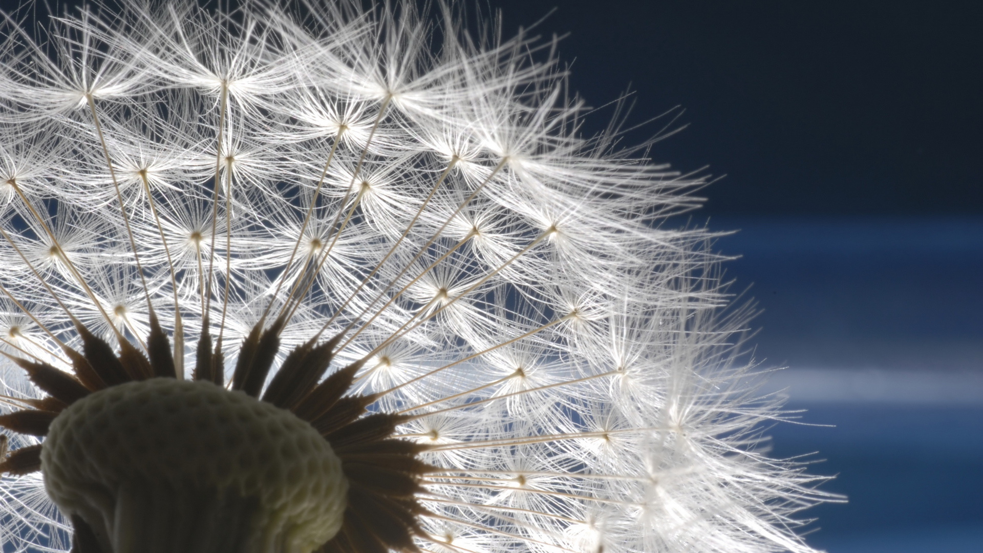 300+ Dandelion HD Wallpapers and Backgrounds
