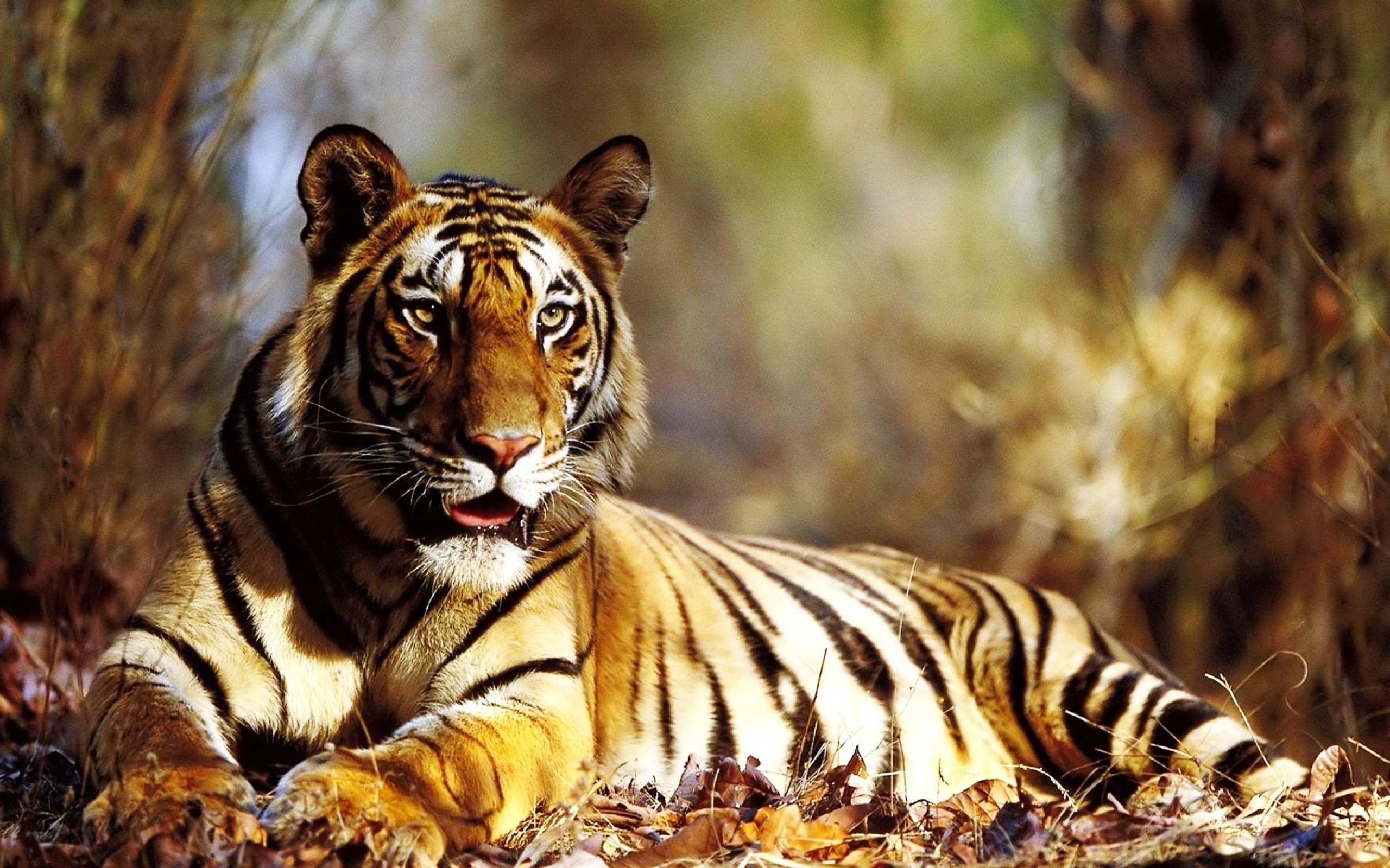 Animal Tiger HD Wallpaper