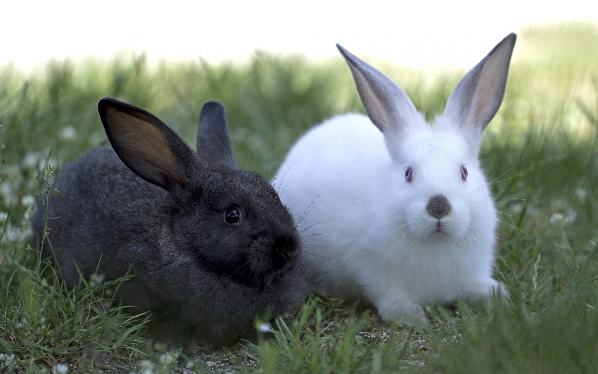Xem ngay 2 con thỏ với các đường nét tinh tế và sinh động