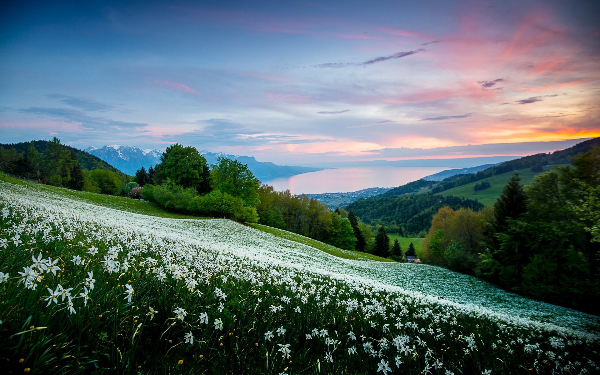 A stunning HD desktop wallpaper featuring a vibrant flower-filled meadow against a backdrop of mountains and a tranquil sunset sky, showcasing the beauty of nature.