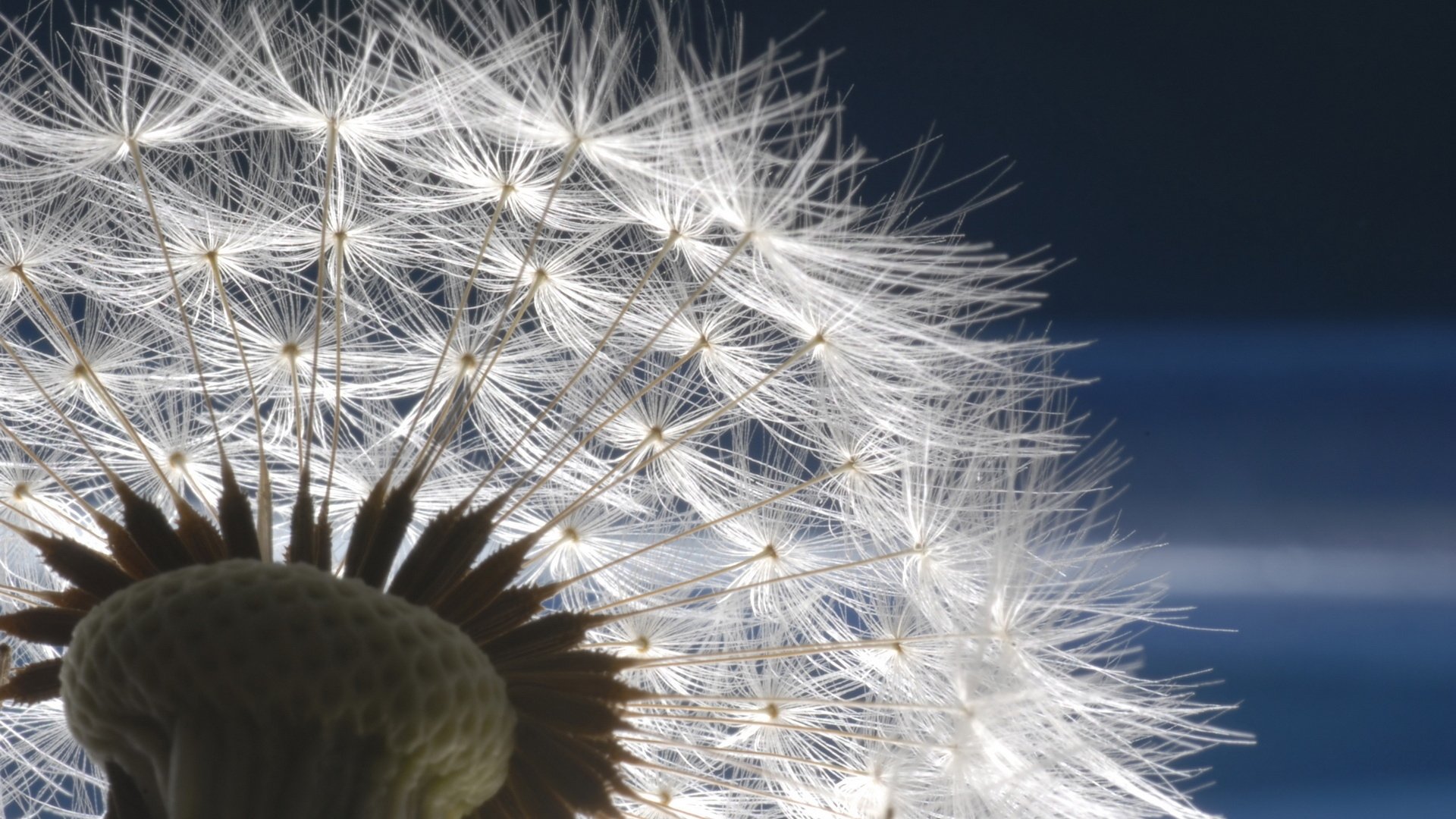 A close-up of a dandelion with delicate, white seeds illuminated against a dark background, creating an enchanting nature-inspired HD desktop wallpaper.
