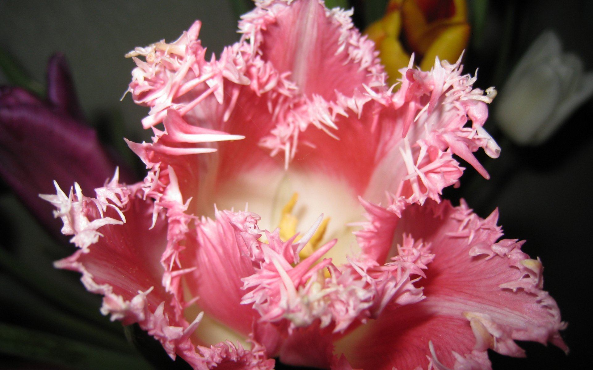 Close-up of a pink fringed tulip with delicate ruffled petals against a dark blurred background — nature, tulip, 2K Quad HD PC desktop wallpaper and background.