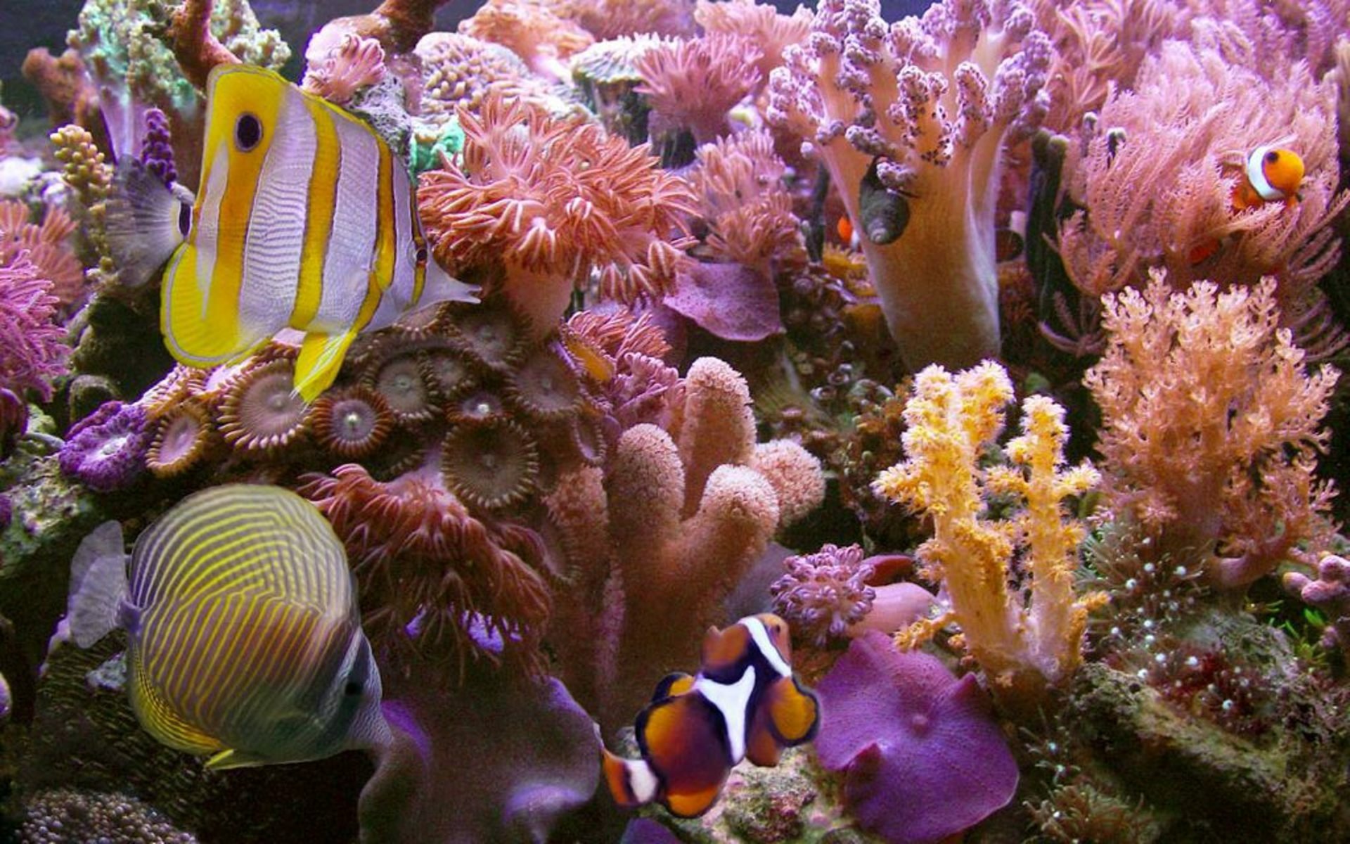 Животные и растение океанов и морей. Атлантический океан коралловый риф. Морские лилии Атлантический океан. Хиккадува коралловый риф.