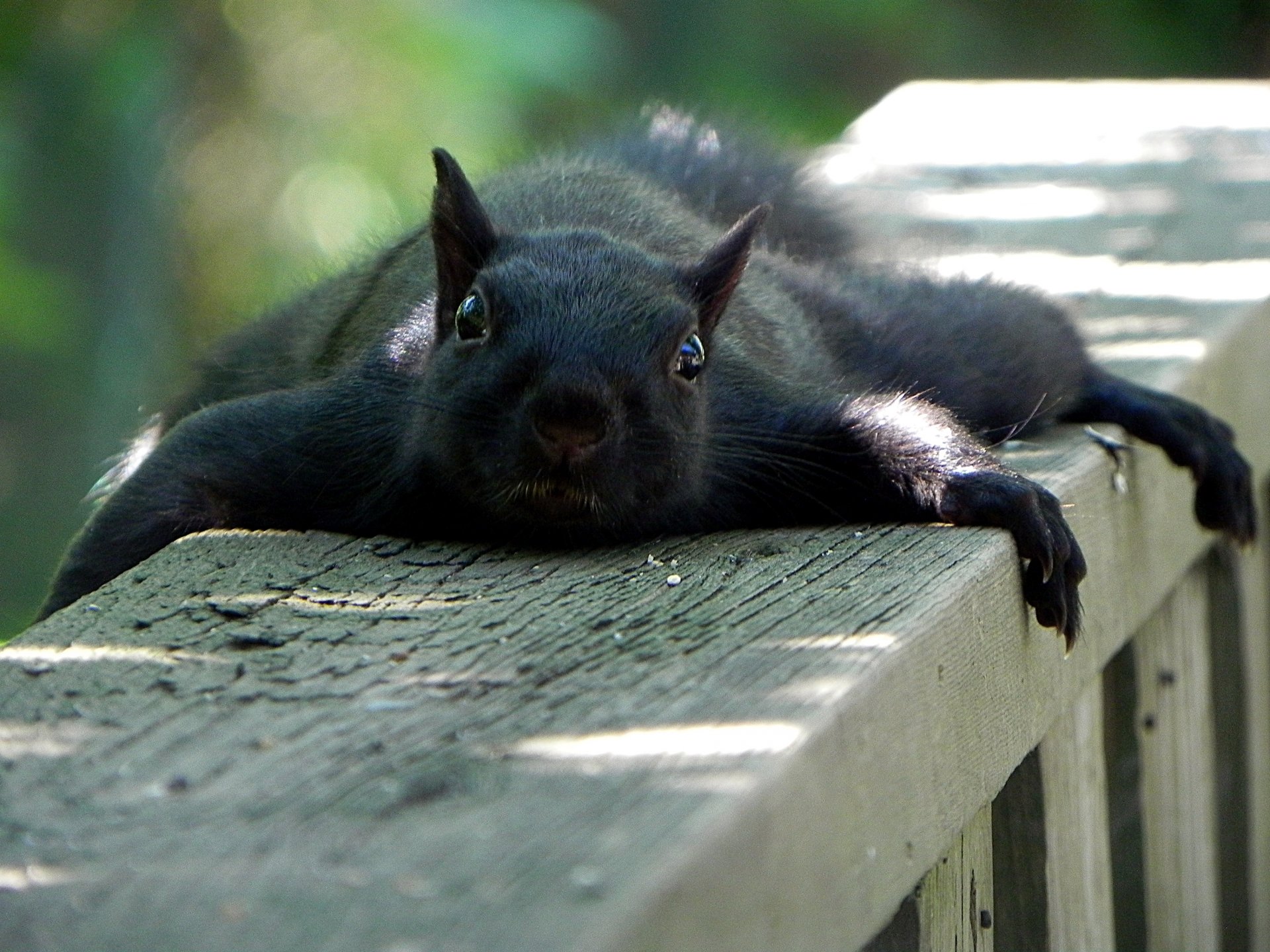 HD PC desktop wallpaper featuring a black squirrel lounging on a wooden railing in a natural outdoor setting.