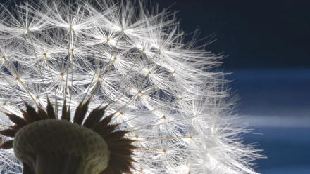 A close-up of a dandelion with delicate, white seeds illuminated against a dark background, creating an enchanting nature-inspired HD desktop wallpaper.