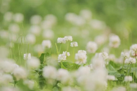 Close-up of white clover flowers in a soft-focus green field, captured as a vibrant HD nature wallpaper background.