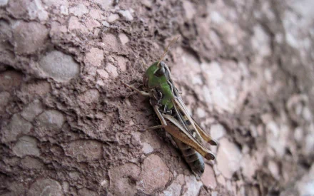 HD desktop wallpaper of a green grasshopper resting on a textured rocky surface, showcasing natural detail and vibrant colors.