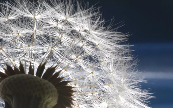 A close-up of a dandelion with delicate, white seeds illuminated against a dark background, creating an enchanting nature-inspired HD desktop wallpaper.