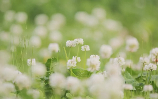 Close-up of white clover flowers in a soft-focus green field, captured as a vibrant HD nature wallpaper background.