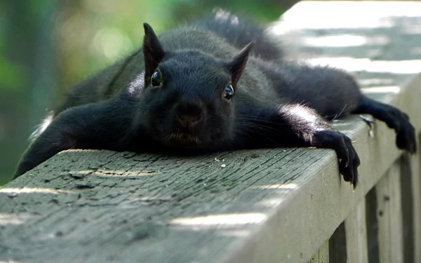 HD PC desktop wallpaper featuring a black squirrel lounging on a wooden railing in a natural outdoor setting.