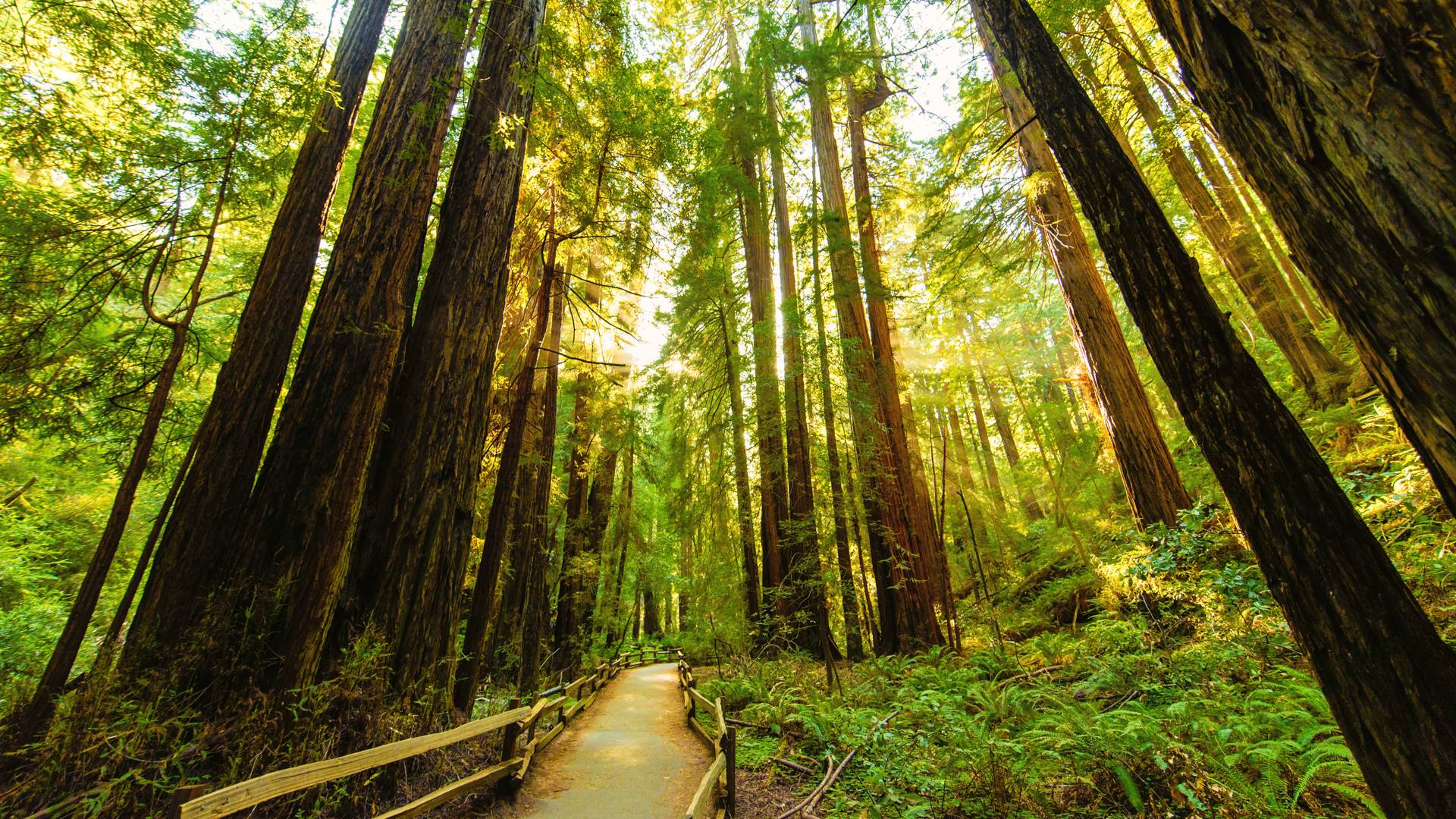 wallpaper muir woods Forêt  Full Fond Arrière and HD  1920x1080 d'écran Plan