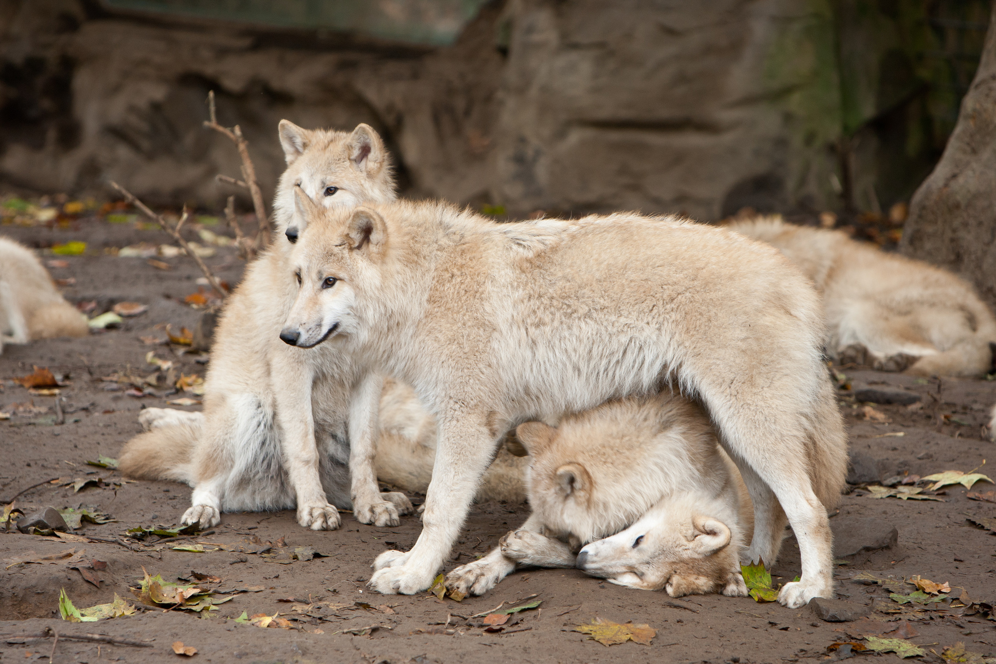 Majestic Wolves Stunning HD Wallpaper for Animal Lovers