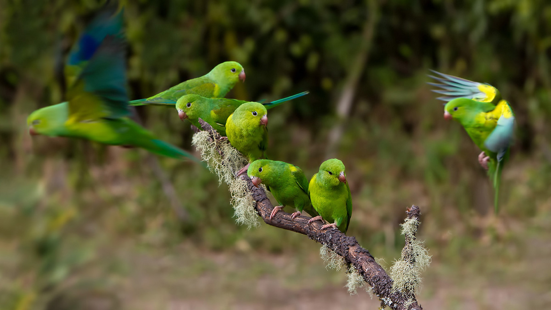 Animal Parakeet HD Wallpaper | Background Image