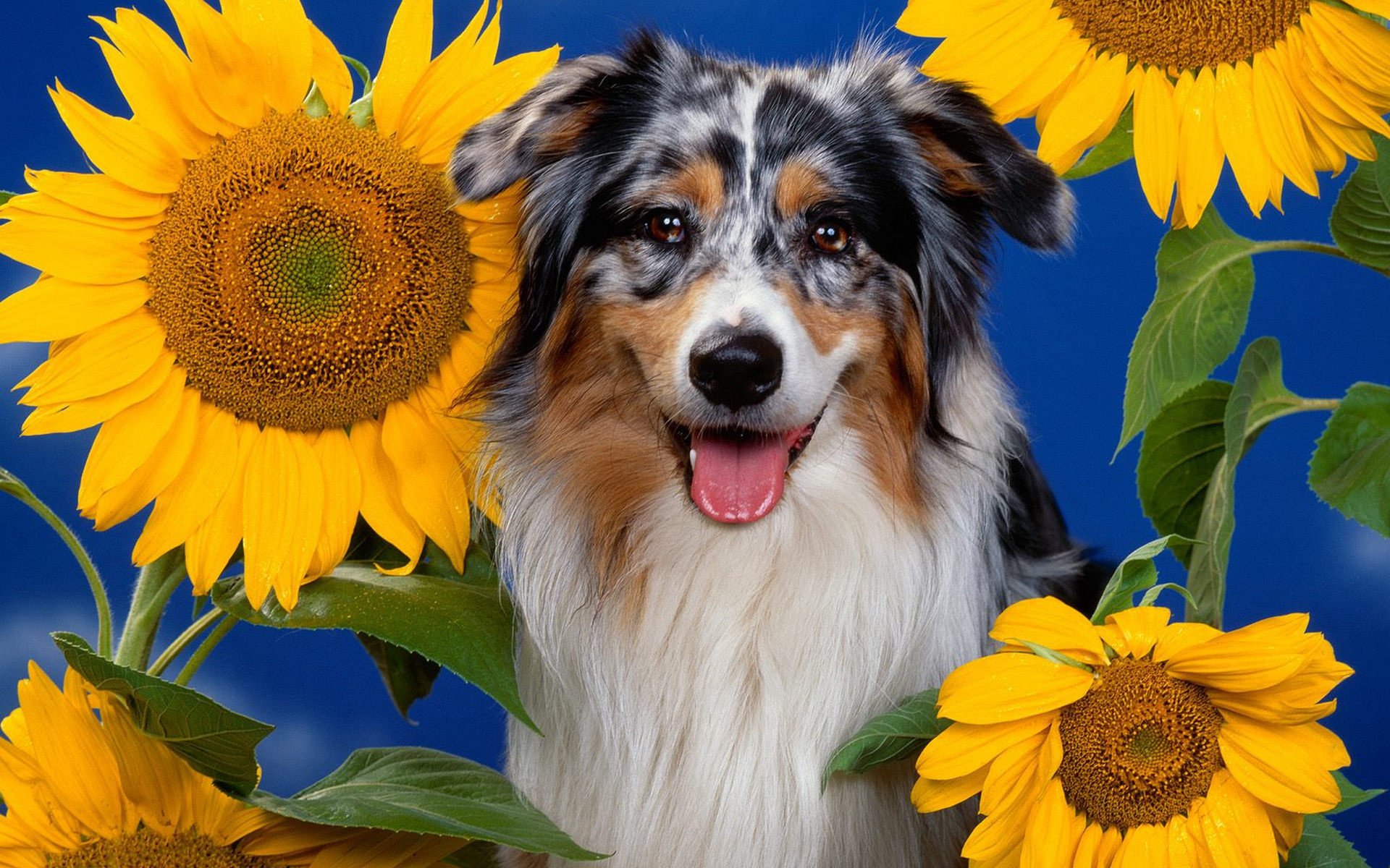 A cheerful dog surrounded by vibrant sunflowers against a blue background, creating an uplifting and colorful HD wallpaper for your desktop.