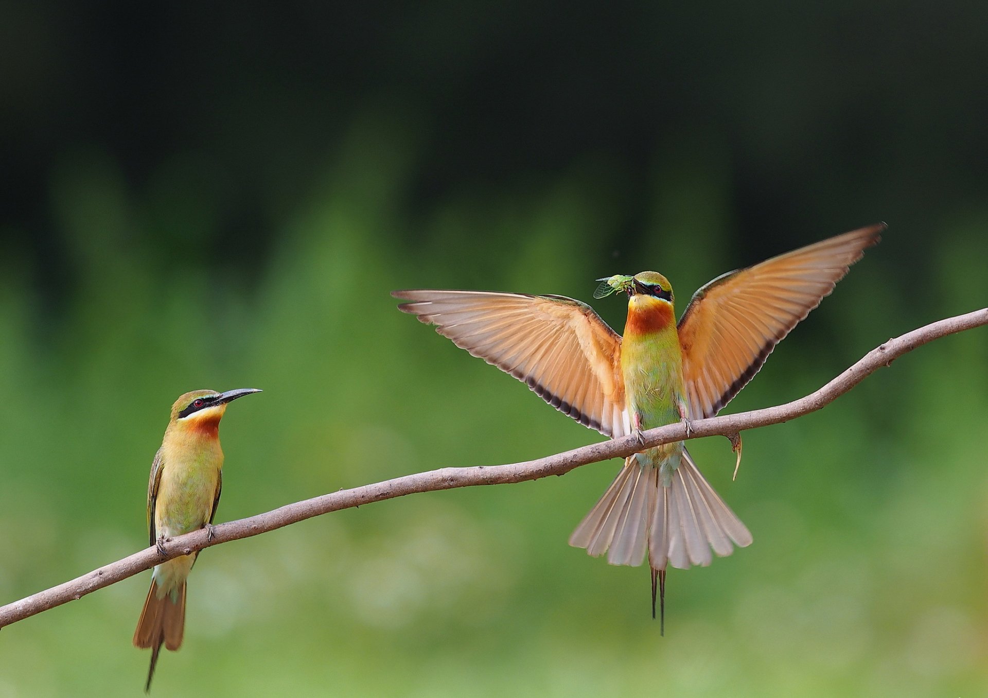 Two vibrant bee-eaters perch on a branch, one with wings spread wide, set against a soft, blurred green background. A stunning HD desktop wallpaper featuring these captivating birds.