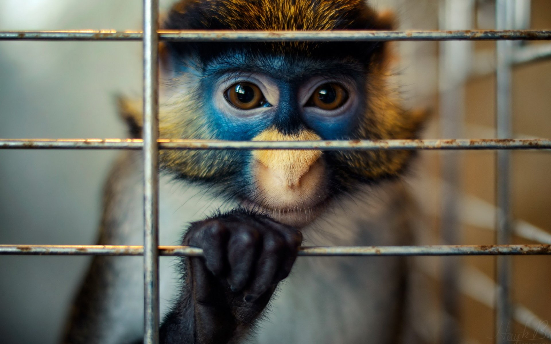 Animal Monkey HD Wallpaper