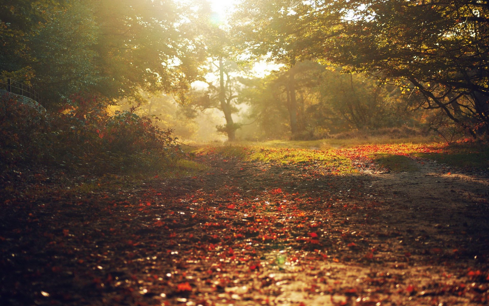 Download Nature Fall HD Wallpaper