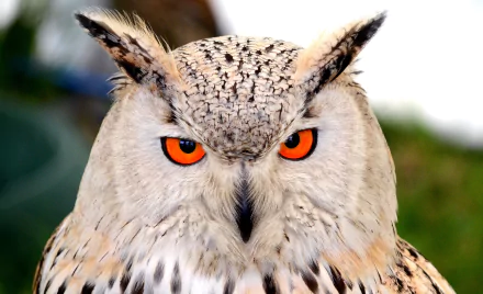 A striking close-up of an owl with vibrant orange eyes and intricate feather patterns, served as an HD desktop wallpaper and background.