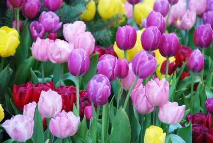nature tulip HD Desktop Wallpaper | Background Image