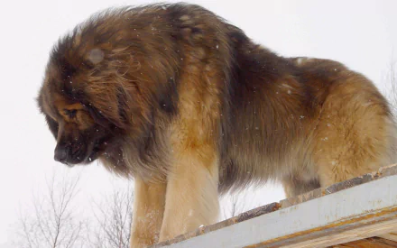 HD desktop wallpaper featuring a majestic Leonberger dog with thick fur standing outdoors against a pale sky background.