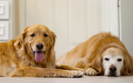 Two golden retrievers, one playfully smiling and the other resting peacefully, provide a warm and inviting scene in this HD desktop wallpaper.