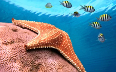 Animal starfish HD Desktop Wallpaper | Background Image