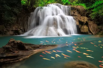 HD desktop wallpaper depicting a tranquil waterfall scene with a swarm of colorful koi fish swimming in a forested, serene pond.