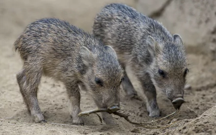 Two young wild boars explore a sandy terrain in this HD desktop wallpaper image.