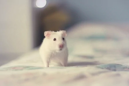 A cute white hamster stands on a patterned blanket, captured in high definition, making an engaging PC desktop wallpaper or background.