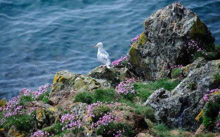 Animal seagull HD Desktop Wallpaper | Background Image