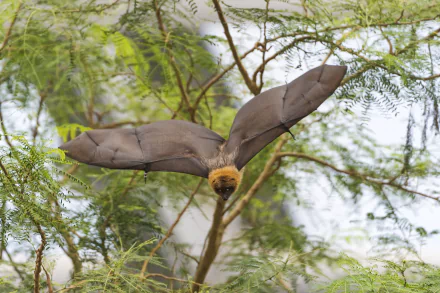 Animal bat HD Desktop Wallpaper | Background Image